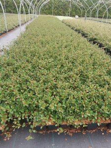 Cotoneaster radicans 'Eichholz' geen maat specificatie 0,55L/P9cm - afbeelding 2