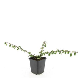 Cotoneaster radicans 'Eichholz' geen maat specificatie 0,55L/P9cm - afbeelding 6