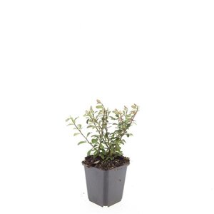 Cotoneaster radicans 'Eichholz' geen maat specificatie 0,55L/P9cm - afbeelding 5