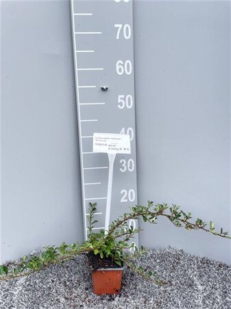 Cotoneaster radicans 'Eichholz' geen maat specificatie 0,55L/P9cm - afbeelding 9
