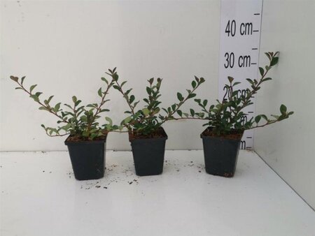 Cotoneaster radicans 'Eichholz' geen maat specificatie 0,55L/P9cm - afbeelding 11