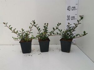 Cotoneaster radicans 'Eichholz' geen maat specificatie 0,55L/P9cm - afbeelding 11