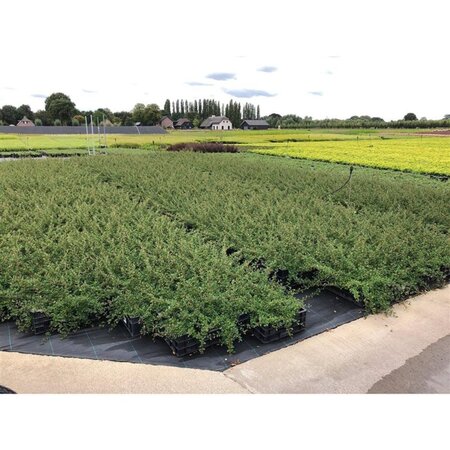Cotoneaster radicans 'Eichholz' geen maat specificatie 0,55L/P9cm - afbeelding 10