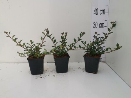 Cotoneaster radicans 'Eichholz' geen maat specificatie 0,55L/P9cm - afbeelding 17