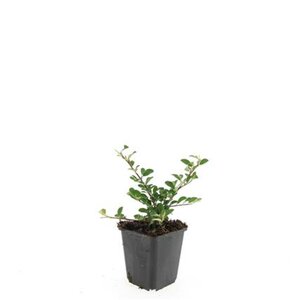 Cotoneaster radicans 'Eichholz' geen maat specificatie 0,55L/P9cm - afbeelding 4