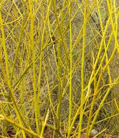 Cornus sericea 'Budd's Yellow' 60-80 cm cont. 3,5L