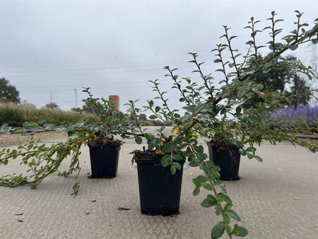 Cotoneaster suec. 'Coral Beauty' 20-30 cm 0,55L/P9cm