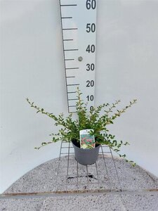 Cotoneaster suec. 'Coral Beauty' 30-35 cm cont. 2,0L