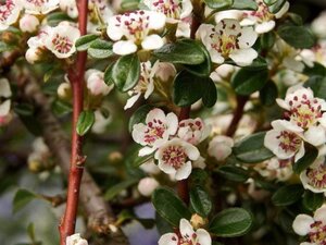 Cotoneaster suec. 'Coral Beauty' geen maat specificatie cont. 1,5L
