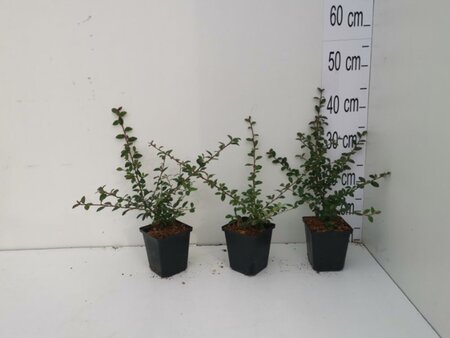Cotoneaster suec. 'Coral Beauty' geen maat specificatie 0,55L/P9cm - afbeelding 16