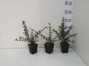 Cotoneaster suec. 'Coral Beauty' geen maat specificatie 0,55L/P9cm - afbeelding 16