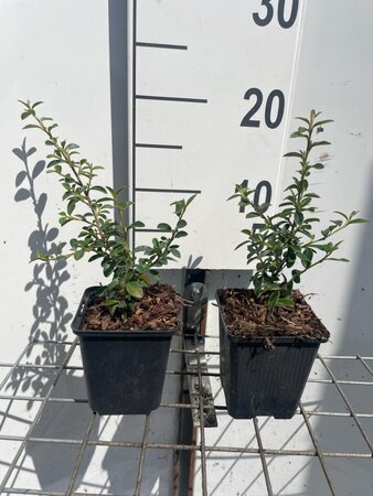Cotoneaster suec. 'Coral Beauty' geen maat specificatie 0,55L/P9cm - afbeelding 6