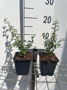 Cotoneaster suec. 'Coral Beauty' geen maat specificatie 0,55L/P9cm - afbeelding 6