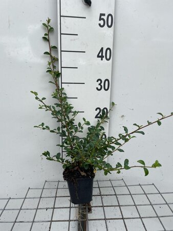 Cotoneaster suec. 'Coral Beauty' geen maat specificatie 0,55L/P9cm - afbeelding 3