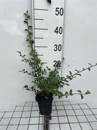 Cotoneaster suec. 'Coral Beauty' geen maat specificatie 0,55L/P9cm - afbeelding 8