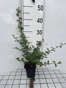 Cotoneaster suec. 'Coral Beauty' geen maat specificatie 0,55L/P9cm - afbeelding 8