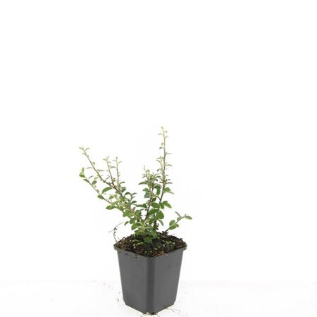 Cotoneaster suec. 'Coral Beauty' geen maat specificatie 0,55L/P9cm - afbeelding 7