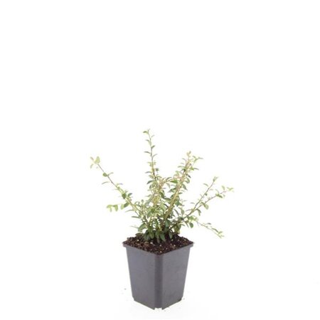 Cotoneaster suec. 'Coral Beauty' geen maat specificatie 0,55L/P9cm - afbeelding 6