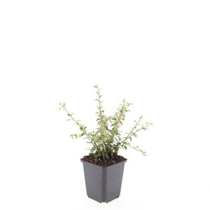 Cotoneaster suec. 'Coral Beauty' geen maat specificatie 0,55L/P9cm - afbeelding 6