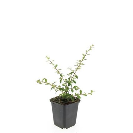 Cotoneaster suec. 'Coral Beauty' geen maat specificatie 0,55L/P9cm - afbeelding 5