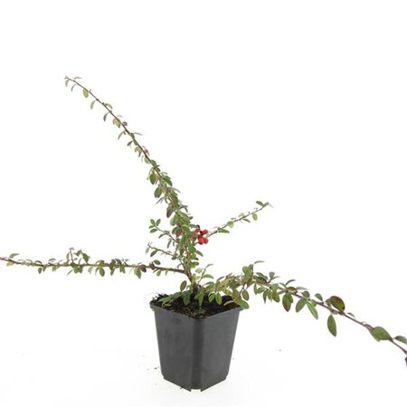 Cotoneaster suec. 'Coral Beauty' geen maat specificatie 0,55L/P9cm - afbeelding 4