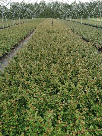 Cotoneaster suec. 'Coral Beauty' geen maat specificatie 0,55L/P9cm - afbeelding 10