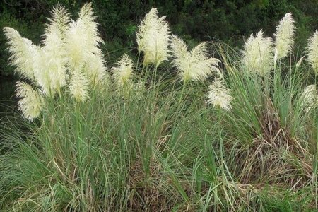 Cortaderia selloana geen maat specificatie cont. 3,0L - image 1