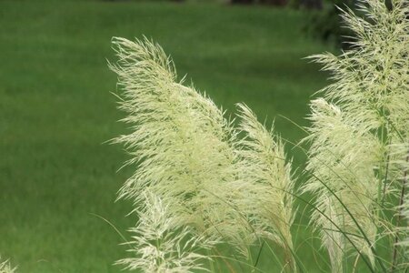 Cortaderia selloana geen maat specificatie cont. 3,0L - image 2