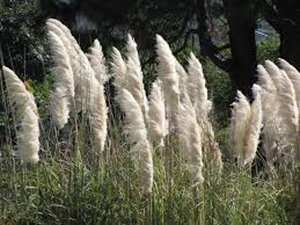 Cortaderia selloana geen maat specificatie 0,55L/P9cm - afbeelding 3