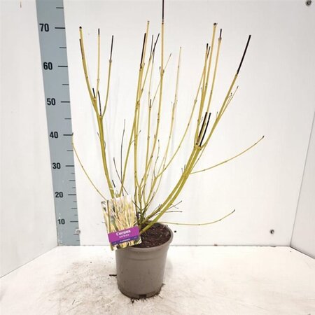 Cornus sericea 'Flaviramea' 40-60 cm cont. 2,0L - afbeelding 3