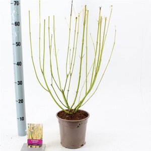 Cornus sericea 'Flaviramea' 40-60 cm cont. 2,0L