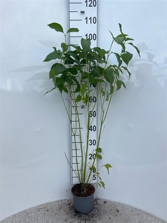 Cornus sericea 'Flaviramea' 60-80 cm cont. 2,0L - afbeelding 1
