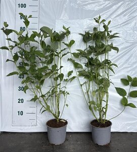 Cornus sericea 'Flaviramea' 60-80 cm cont. 2,0L - afbeelding 3