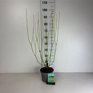 Cornus sericea 'Flaviramea' 60-80 cm cont. 3,5L