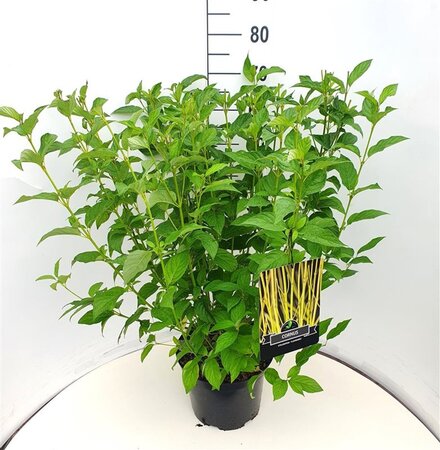Cornus sericea 'Flaviramea' 80-100 cm cont. 10L - afbeelding 5