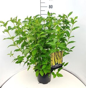 Cornus sericea 'Flaviramea' 80-100 cm cont. 10L - afbeelding 5