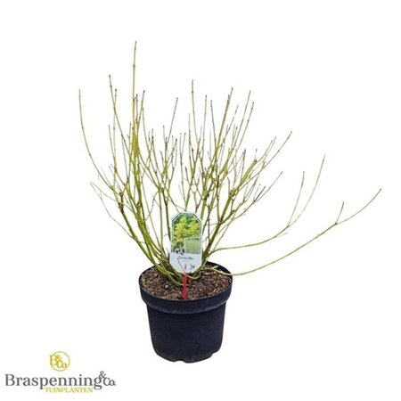 Cornus sericea 'Flaviramea' 80-100 cm cont. 10L - afbeelding 6