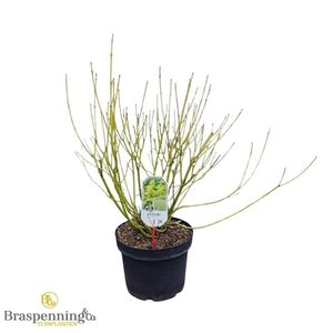 Cornus sericea 'Flaviramea' 80-100 cm cont. 10L - afbeelding 6