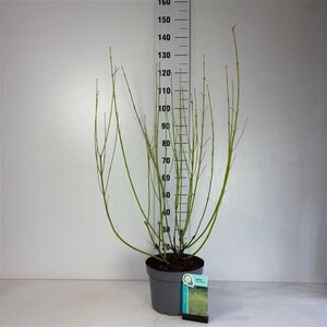 Cornus sericea 'Flaviramea' 80-100 cm cont. 10L - afbeelding 7