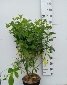 Cornus sericea 'Flaviramea' 80-100 cm cont. 10L - afbeelding 3