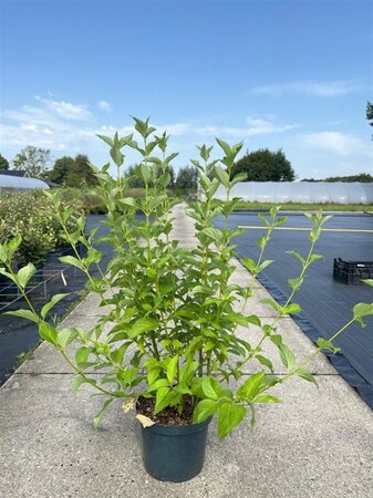 Cornus sericea 'Flaviramea' 80-100 cm cont. 10L - afbeelding 4