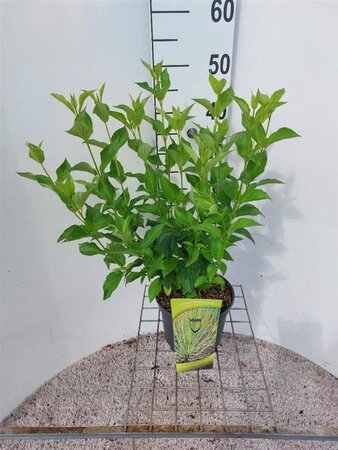 Cornus sericea 'Flaviramea' 80-100 cm cont. 3,0L