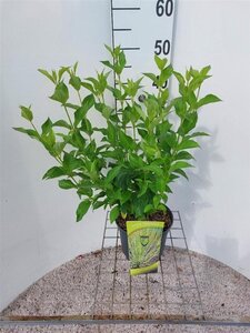 Cornus sericea 'Flaviramea' 80-100 cm cont. 3,0L