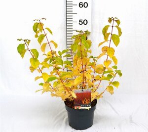 Cornus sang. 'Midwinter Fire' 30-40 cm cont. 3,0L
