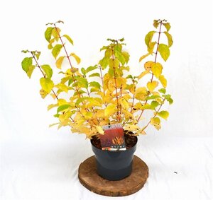 Cornus sang. 'Midwinter Fire' 30-40 cm cont. 3,0L - afbeelding 2