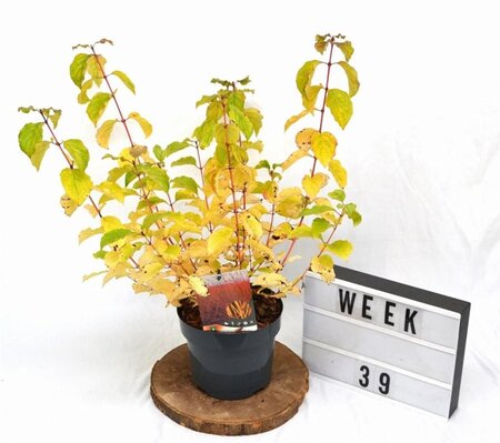 Cornus sang. 'Midwinter Fire' 30-40 cm cont. 3,0L - afbeelding 3