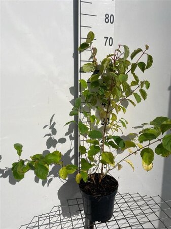 Cornus sang. 'Midwinter Fire' 60-80 cm cont. 3,0L - afbeelding 5