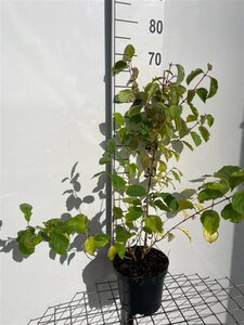 Cornus sang. 'Midwinter Fire' 60-80 cm cont. 3,0L - afbeelding 5