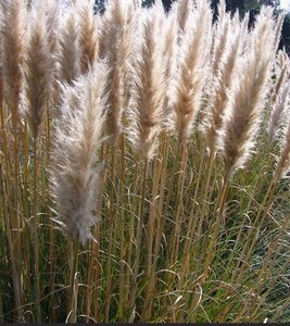 Cortaderia s. 'Pumila' geen maat specificatie 0,55L/P9cm - afbeelding 2