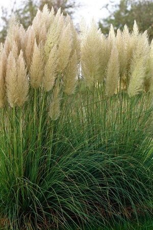 Cortaderia s. 'Pumila' geen maat specificatie 0,55L/P9cm